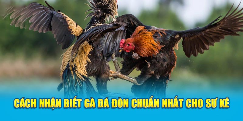 Cách nhận biết gà đá đòn chuẩn nhất cho sư kê